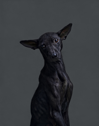 Illustration for article titled Portraits of abandoned dogs before being put down at a shelter